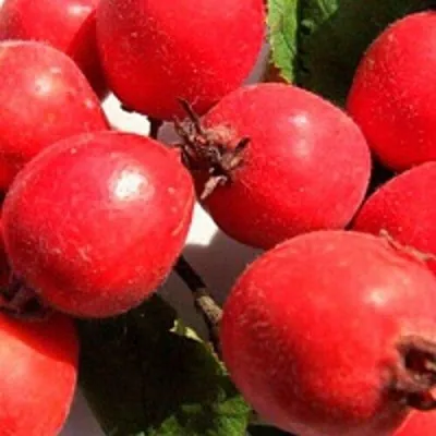 Боярышник КРУПНОПЛОДНЫЙ — описание сорта Боярышник КРУПНОПЛОДНЫЙ в Иваново