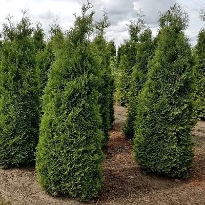 Туя ХОЛМСТРУП западная  Туя ХОЛМСТРУП западная в Иваново