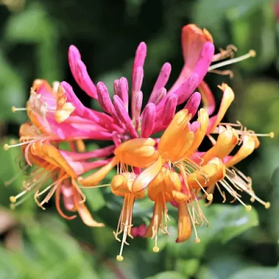 Жимолость ГЕКРОТА в Иваново