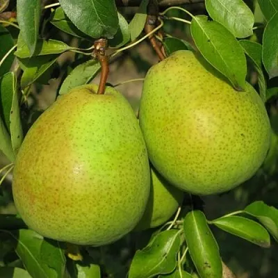 Груша НАЙТ-ВЕРТ колонновидная  Груша НАЙТ-ВЕРТ колонновидная в Иваново