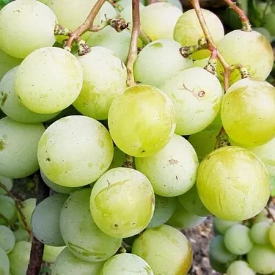 Виноград КЕША МУСКАТ  Виноград КЕША МУСКАТ в Иваново