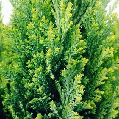 Кипарисовик Кипарисовик в Иваново