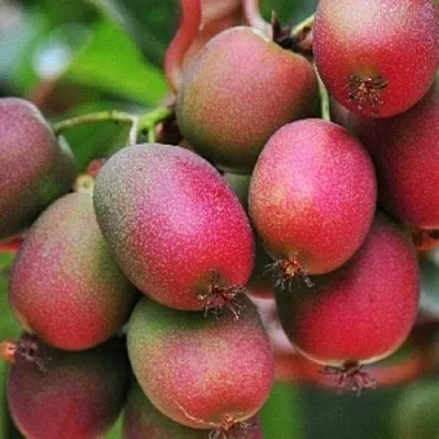 Актинидия ВЕЙКИ аргута в Иваново