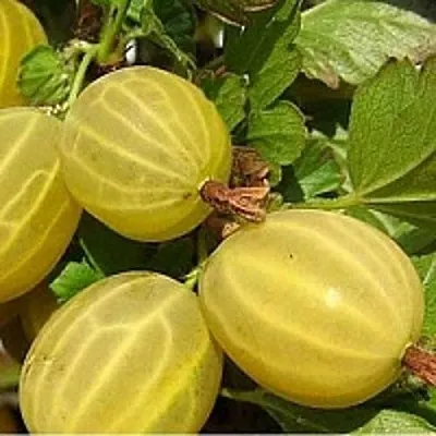 Крыжовник ЯРОВОЙ  Крыжовник ЯРОВОЙ в Иваново