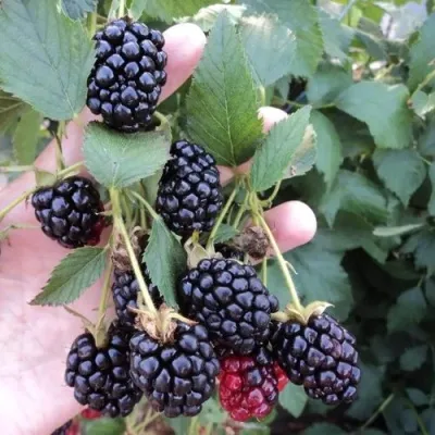 Ежевика ОУАЧИТА бесшипная — описание сорта Ежевика ОУАЧИТА бесшипная в Иваново