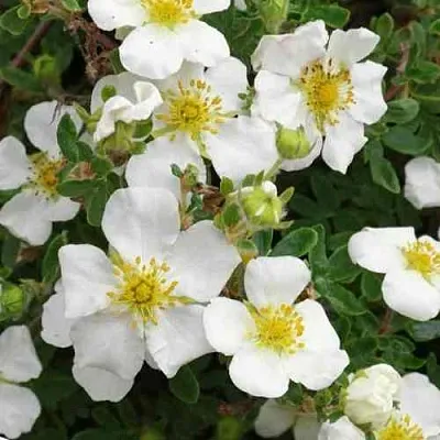 Лапчатка ТИЛФОРД КРИМ кустарниковая  Лапчатка ТИЛФОРД КРИМ кустарниковая в Иваново