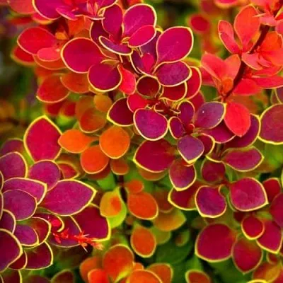 Барбарис ОРАНЖ САНРАЙЗ тунберга  Барбарис ОРАНЖ САНРАЙЗ тунберга в Иваново