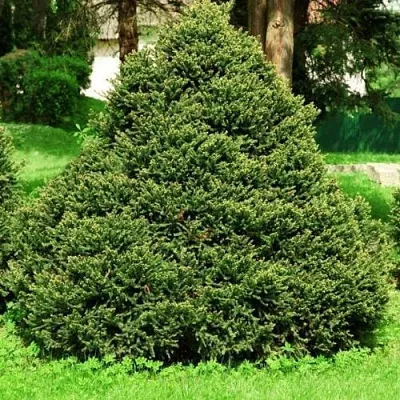 Ель ОЛЕНДОРФИ обыкновенная  Ель ОЛЕНДОРФИ обыкновенная в Иваново