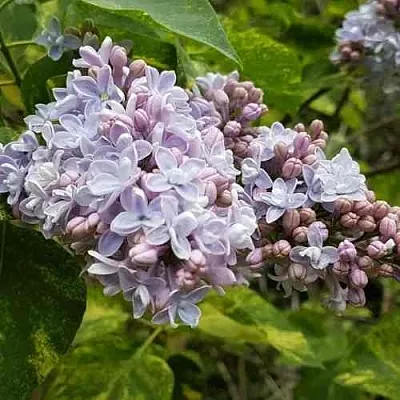 Сирень АУКУБАФОЛИЯ  Сирень АУКУБАФОЛИЯ в Иваново