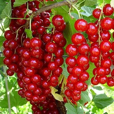 Смородина красная ЙОНКЕР ВАН ТЕТС в Иваново