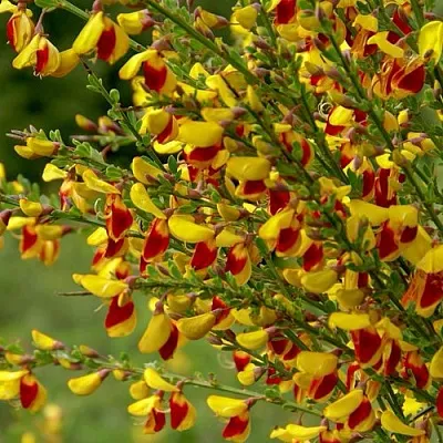 Ракитник в Иваново