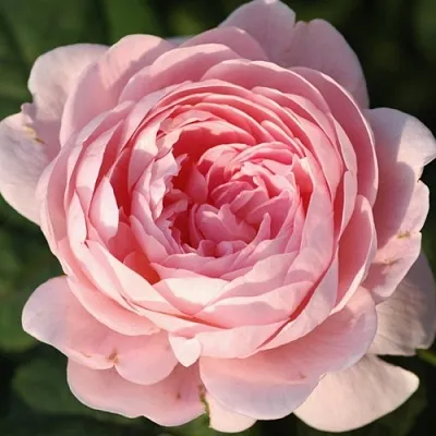 Саженцы роз КУИН ОФ СУИДЕН английская  Саженцы роз КУИН ОФ СУИДЕН английская в Иваново