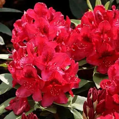 Рододендрон МАТАДОР  Рододендрон МАТАДОР в Иваново
