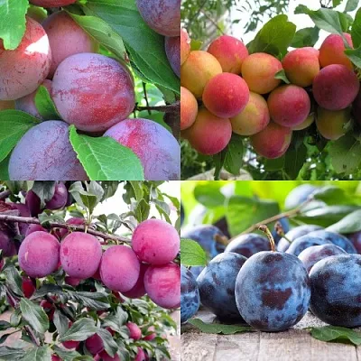 Комплект СЛИВОВЫЙ САД в Иваново