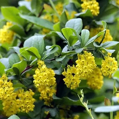 Барбарис корейский  Барбарис корейский в Иваново