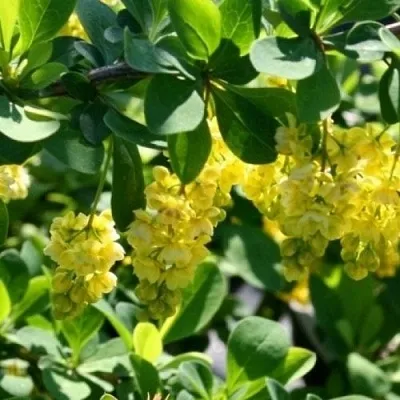 Барбарис ИНДИАН САММЕР   Барбарис ИНДИАН САММЕР  в Иваново