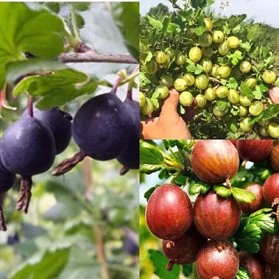 Комплект КРЫЖОВНИК MIX в Иваново