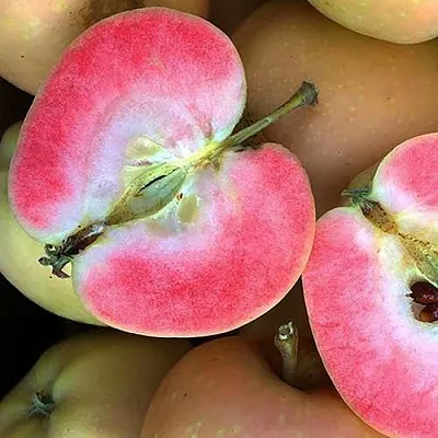 Яблоня ПИНК ПЕРЛ в Иваново