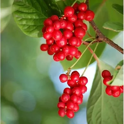 Лимонник ДЕБЮТ китайский в Иваново