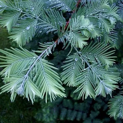 Метасеквойя Метасеквойя в Иваново