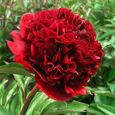 Пион РЕД ГРЕЙС травянистый  Пион РЕД ГРЕЙС травянистый в Иваново