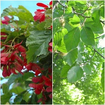 Комплект ЗЕЛЕНОЕ ЧУДО в Иваново