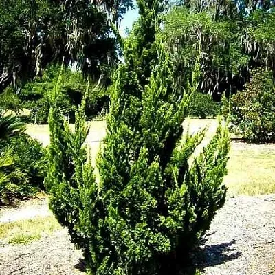 Можжевельник КАЙЗУКА китайский  Можжевельник КАЙЗУКА китайский в Иваново