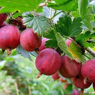 Крыжовник КРАСНОСЛАВЯНСКИЙ  Крыжовник КРАСНОСЛАВЯНСКИЙ в Иваново