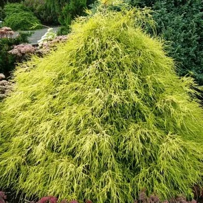 Кипарисовик ФИЛИФЕРА АУРЕА горохоплодный в Иваново