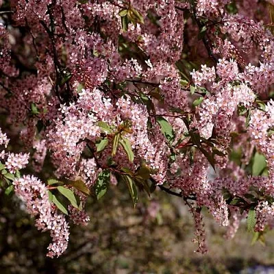 Черемуха в Иваново