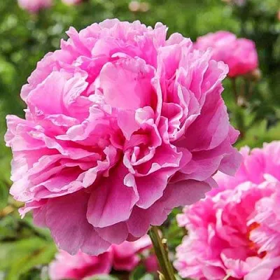 Пион АЛЕКСАНДР ФЛЕМИНГ травянистый  Пион АЛЕКСАНДР ФЛЕМИНГ травянистый в Иваново