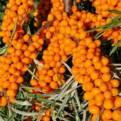 Облепиха ЕЛИЗАВЕТА  Облепиха ЕЛИЗАВЕТА в Иваново