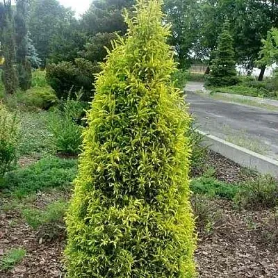 Можжевельник ГОЛД КОН обыкновенный  Можжевельник ГОЛД КОН обыкновенный в Иваново