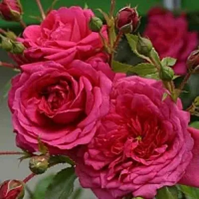 Саженцы роз ЛАГУНА плетистая  Саженцы роз ЛАГУНА плетистая в Иваново