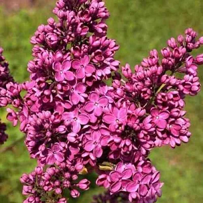 Сирень ЗНАМЯ ЛЕНИНА  Сирень ЗНАМЯ ЛЕНИНА в Иваново