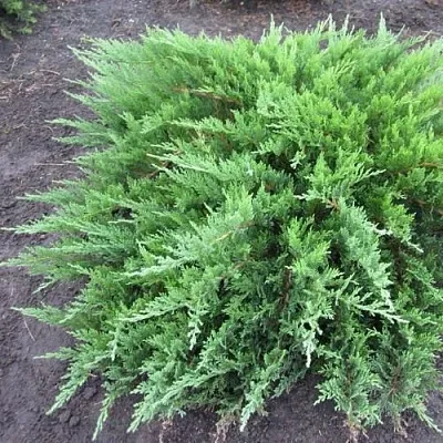 Можжевельник ТАМАРИСЦИФОЛИЯ казацкий  Можжевельник ТАМАРИСЦИФОЛИЯ казацкий в Иваново