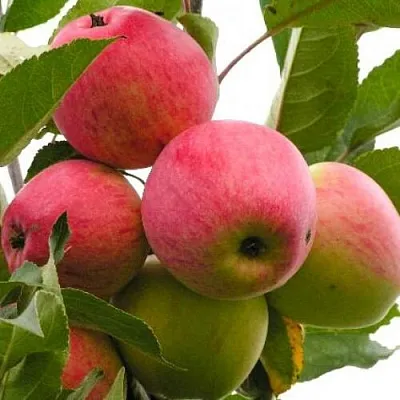 Яблоня МЕЧТА  Яблоня МЕЧТА в Иваново