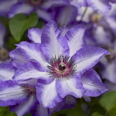 Клематис МОНИНГ СКАЙ  Клематис МОНИНГ СКАЙ в Иваново