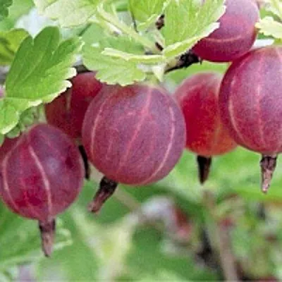 Крыжовник РАВОЛТ  Крыжовник РАВОЛТ в Иваново