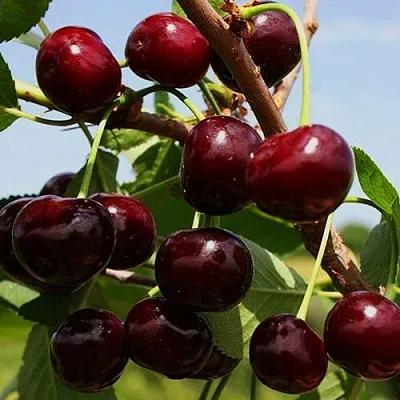 Вишня РОВЕСНИЦА  Вишня РОВЕСНИЦА в Иваново