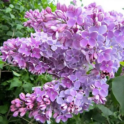 Сирень ОЛЯ  Сирень ОЛЯ в Иваново