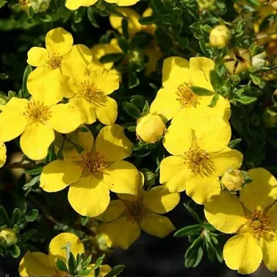 Лапчатка ХАКМАНС ГИГАНТ кустарниковая  Лапчатка ХАКМАНС ГИГАНТ кустарниковая в Иваново