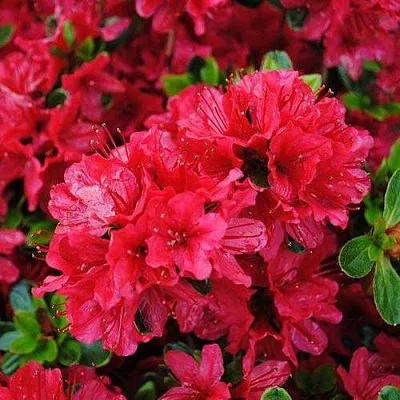 Азалия ХИНО КРИМСОН японская  Азалия ХИНО КРИМСОН японская в Иваново