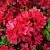 Азалия ХИНО КРИМСОН японская в Иваново
