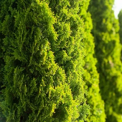 Туя Туя в Иваново