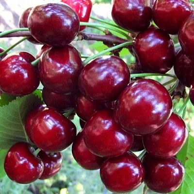 Вишня ЖУКОВСКАЯ  Вишня ЖУКОВСКАЯ в Иваново