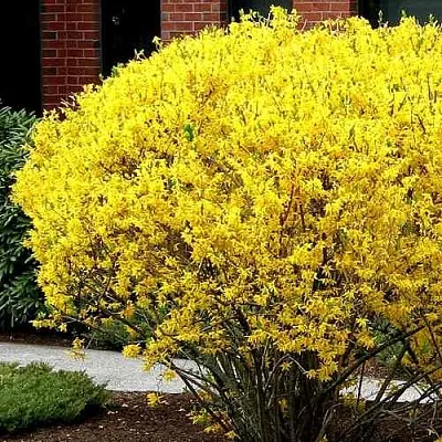 Форзиция ЛИНВУД  Форзиция ЛИНВУД в Иваново