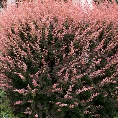 Барбарис РОУЗ ГЛОУ тунберга  Барбарис РОУЗ ГЛОУ тунберга в Иваново