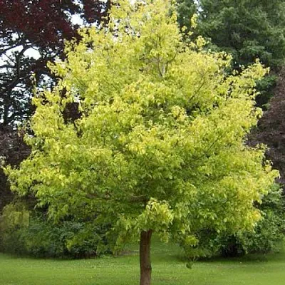 Клен ясенелистный в Иваново