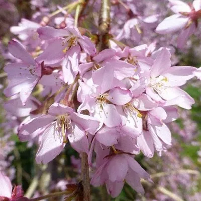 Сакура ПЕНДУЛА РУБРА  Сакура ПЕНДУЛА РУБРА в Иваново